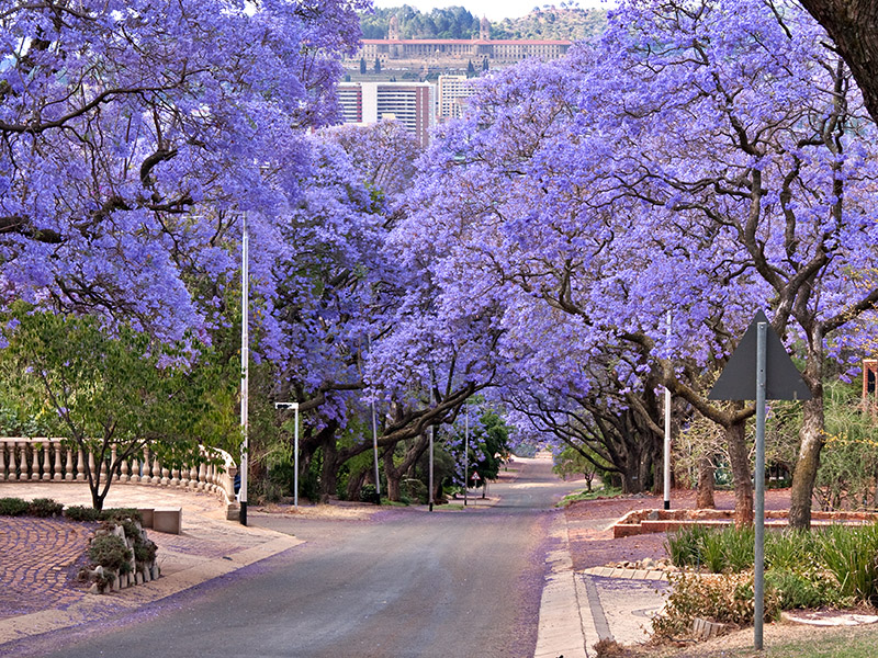 Desember is digkunsmaand by Atterbury